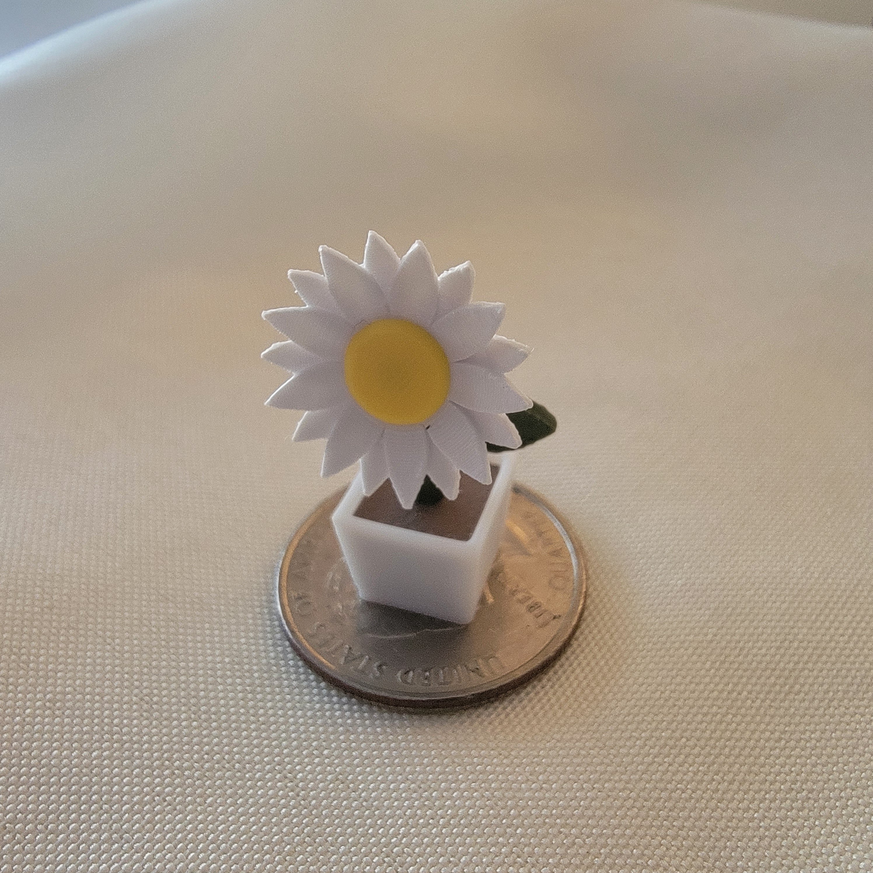Daisy