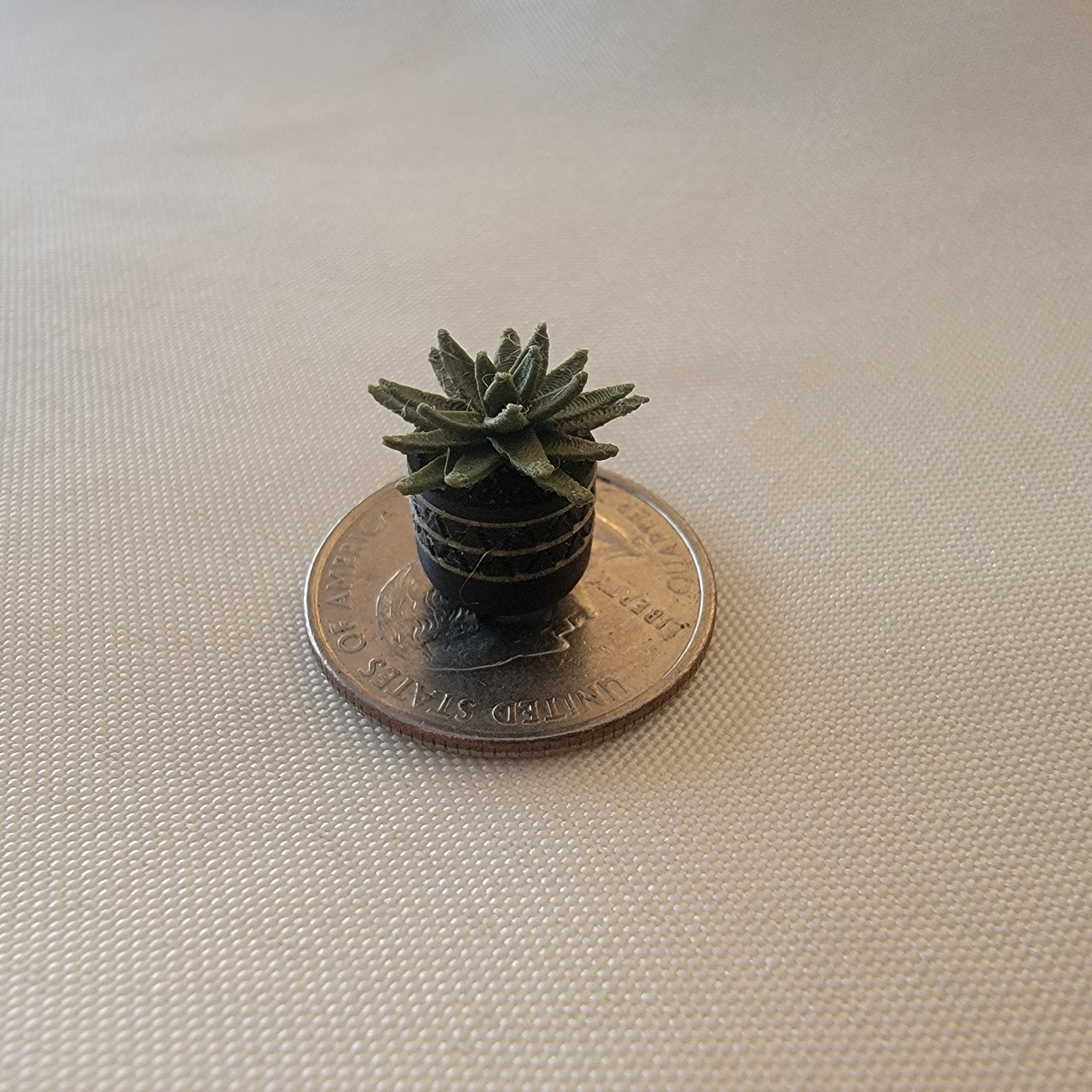 Succulent
